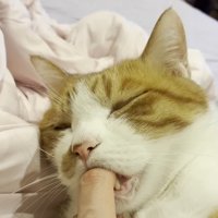 大人クラくんのアップ