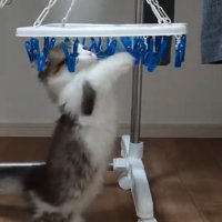 飛び上がる猫
