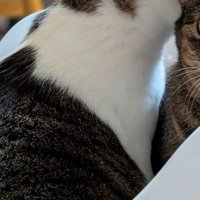 バスケットに入る猫