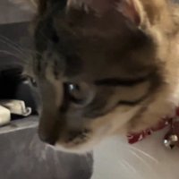 近くまで来た猫