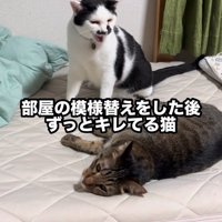 座って鳴いている猫