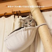キャットタワーのハンモックで寛ぐサバトラ猫