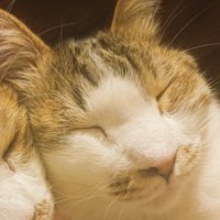 兄弟猫にもたれかかって目を閉じている猫