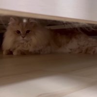 ソファの下に逃げ込んだフランマさん