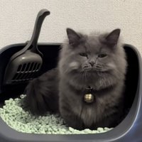 猫がトイレしている写真