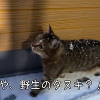 や、野生のタヌキ？！