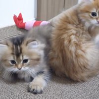 立ってる猫