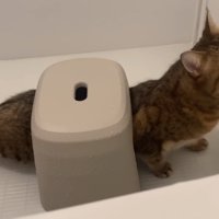 伸びをする猫