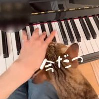 頭を手に寄せる猫