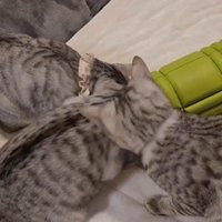 ローラーで遊んでいる3匹の猫