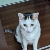 猫と靴