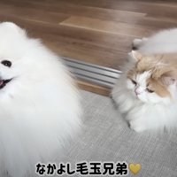 笑顔の犬とねそべる猫