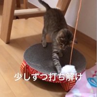 おもちゃで遊ぶモカちゃん
