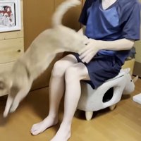 抱っこされていやがる猫