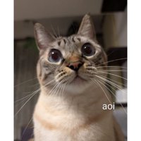 室内にいる猫