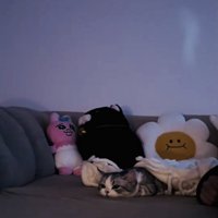 ソファに寝そべるミヌエット