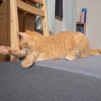 椅子の上の猫