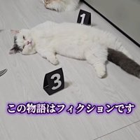 うっすら目を開けて飼い主を見つめる猫