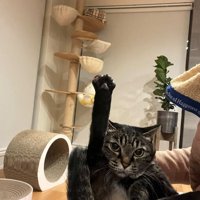 片足を高く上げる猫