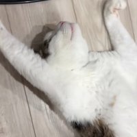 ひっくり返っている猫の半身