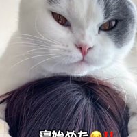 飼い主の頭の上にいる猫