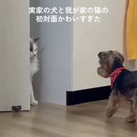 猫さんに歩み寄る犬さん