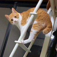 困り顔で訴える猫