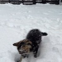 雪の中で遊ぶノルウェージャンフォレストキャット