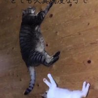 寝そべる2匹の猫