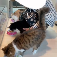 ご飯を食べる猫さんたち