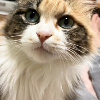 見上げる猫の顔