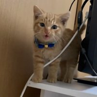 立って鳴く子猫