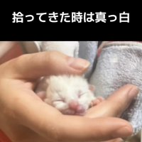 飼い主さんの手の中の子猫