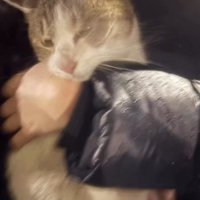 雨の屋外で抱っこされている猫