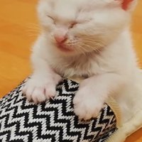 スリッパで寝る子猫