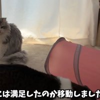 テロップ「ぽこは満足したのか～」