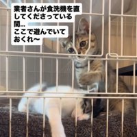 ケージの中から猫じゃらしを見つめる子猫