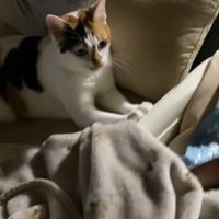 赤ちゃんがいるベビーベッドに手をかけているミケ猫