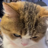 俯いている猫の顔
