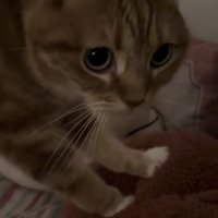 茶色いぬいぐるみを踏んでいる猫
