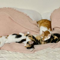 寝ている4匹の猫