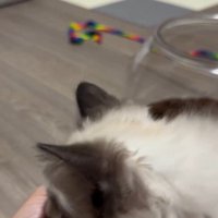 手のひらの上におやつを乗せた人とおやつを食べようとしている猫