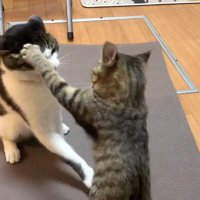 叩かれる猫
