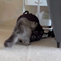 リュックに入ろうとする猫