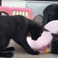 遊んでいる子猫たち