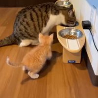 食事を眺める子猫