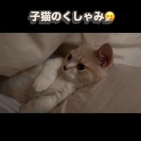 布団の間に横になっている子猫
