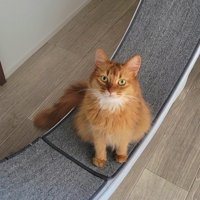 ソマリ猫しぴちゃん