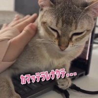 「カマッテラレナクテ」と書かれた写真