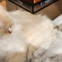 成猫にくっついて寝ている子猫